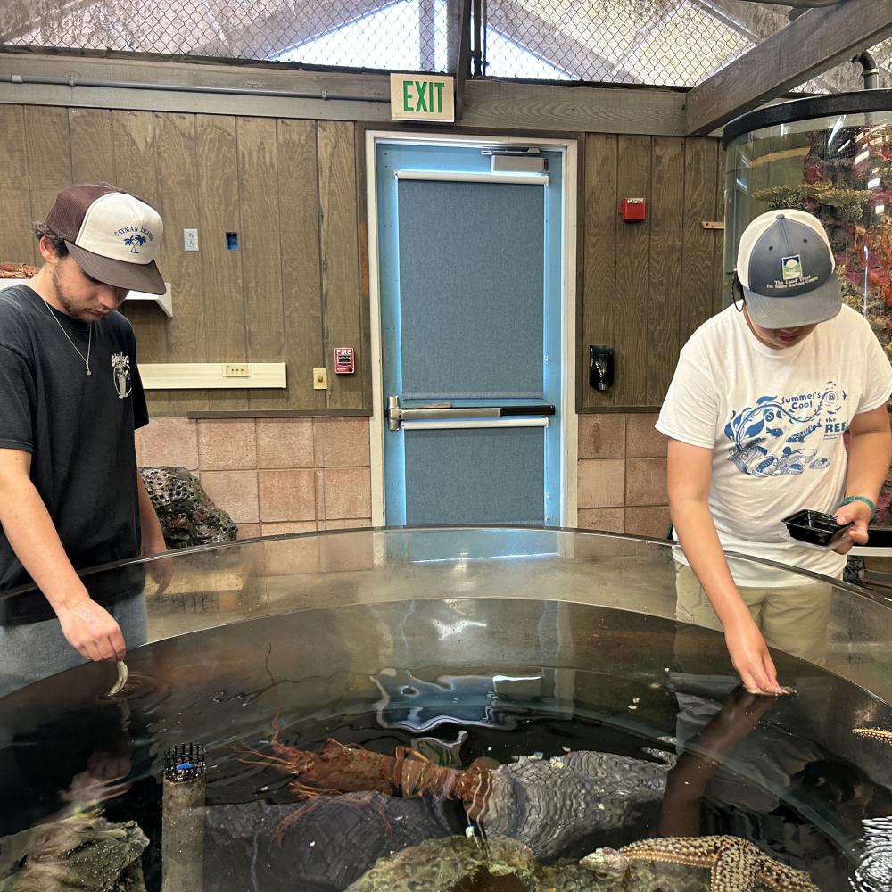 Aquarist and REEF camper feed fish in aquarium